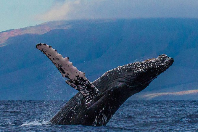 Deluxe Whale Watching Sail on Maui - Why Maui is such a good place for whale watching