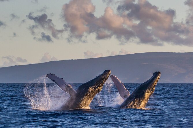 Deluxe Whale Watching Sail on Maui - Mothers, calves, and competing males