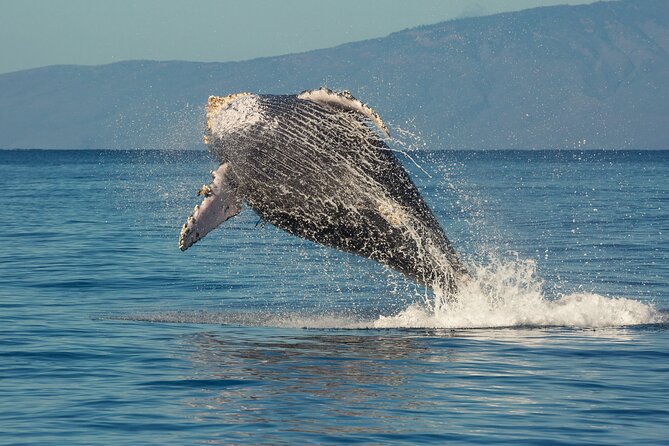 Deluxe Whale Watching Sail on Maui - Lunch, drinks, and the onboard service