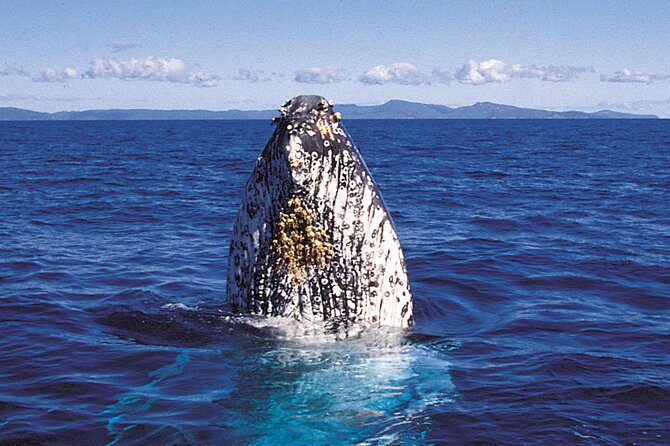 Deluxe Whale Watching Sail on Maui - When the season makes the biggest difference