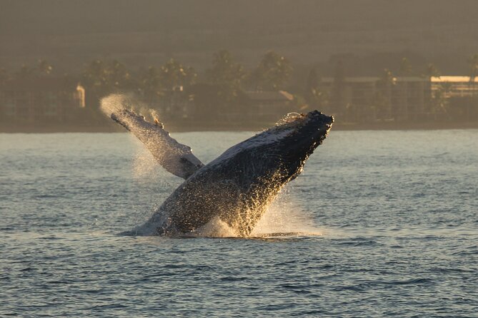 Deluxe Whale Watching Sail on Maui - Is $147.83 a good value?