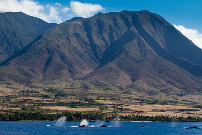 Deluxe Whale Watching Sail on Maui - Practical details that can save you trouble