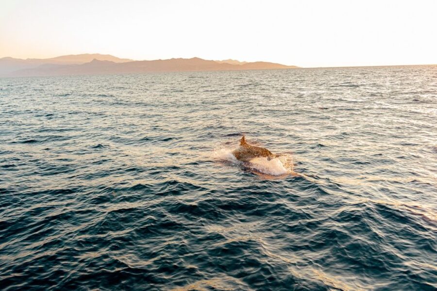Dia Island: Semi-Private Full Day Sailing Trip with meal - Crew style and the small-group question