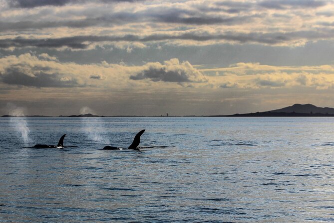 Discover Auckland City Tour: The City of Sails - MJ Savage Memorial Park and Māori heritage