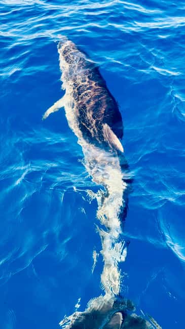 Discover the magic of sailing: a boat tour in Catania - Practical details before you book