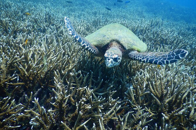Diving Tour for Certified Divers: Sail Rock or Koh Tao - Key points at a glance