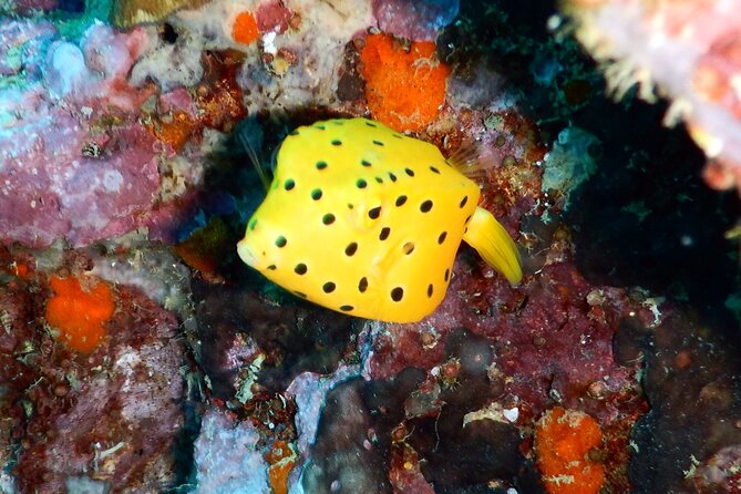 Diving Tour for Certified Divers: Sail Rock or Koh Tao - Choosing between Koh Tao and Sail Rock
