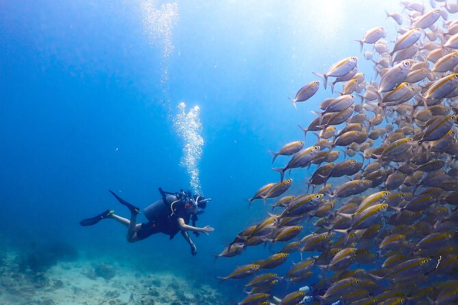 Diving Tour for Certified Divers: Sail Rock or Koh Tao - Why the four-person group matters