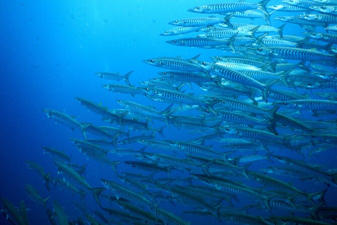 Diving Tour for Certified Divers: Sail Rock or Koh Tao - Equipment, clothing, and information to provide