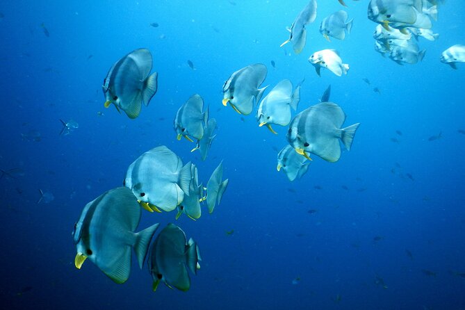 Diving Tour for Certified Divers: Sail Rock or Koh Tao - The price and what you receive for it