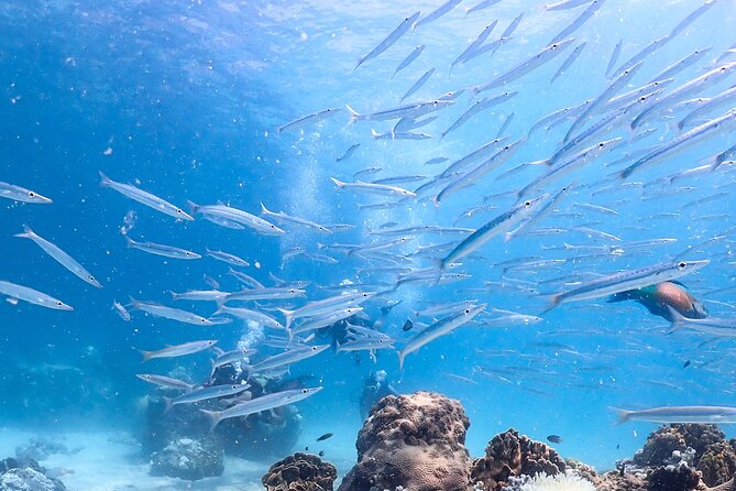 Diving Tour for Certified Divers: Sail Rock or Koh Tao - Timing your flight and Koh Samui plans
