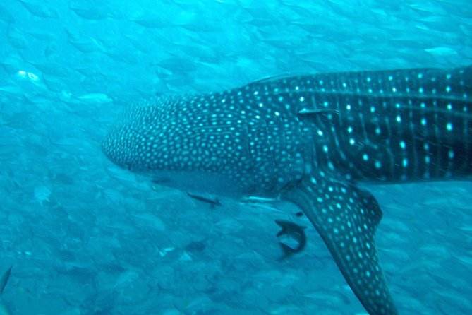 Diving Tour for Certified Divers: Sail Rock or Koh Tao - What the seven-hour schedule feels like