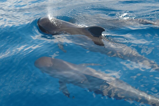 Dolphin and Whale Sailing Tour in Los Gigantes - Setting out from Los Gigantes Marina