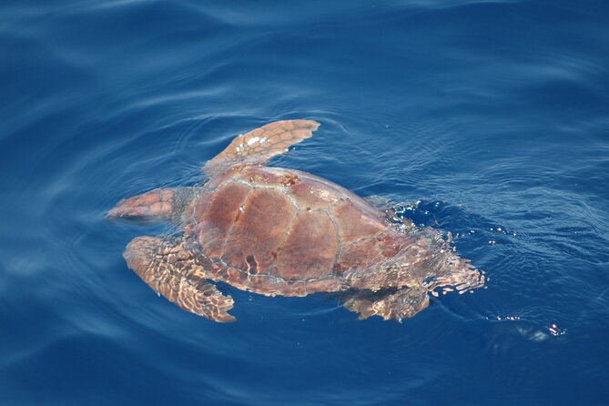 Dolphin and Whale Sailing Tour in Los Gigantes - Along the Acantilados de Los Gigantes