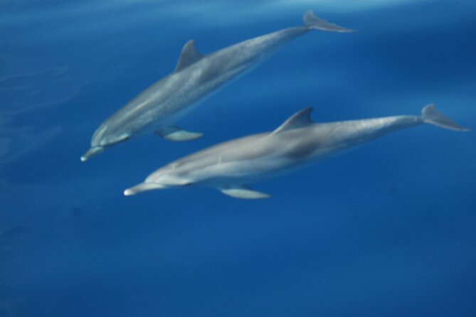 Dolphin and Whale Sailing Tour in Los Gigantes - The quiet cove swim and snorkeling stop