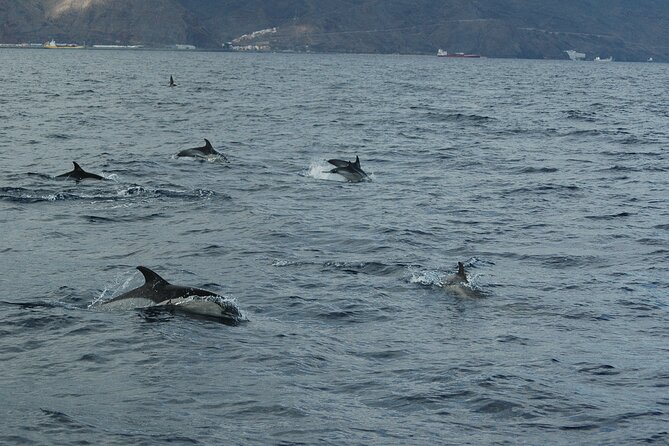 Dolphin and Whale Sailing Tour in Los Gigantes - Watching pilot whales off Tenerife