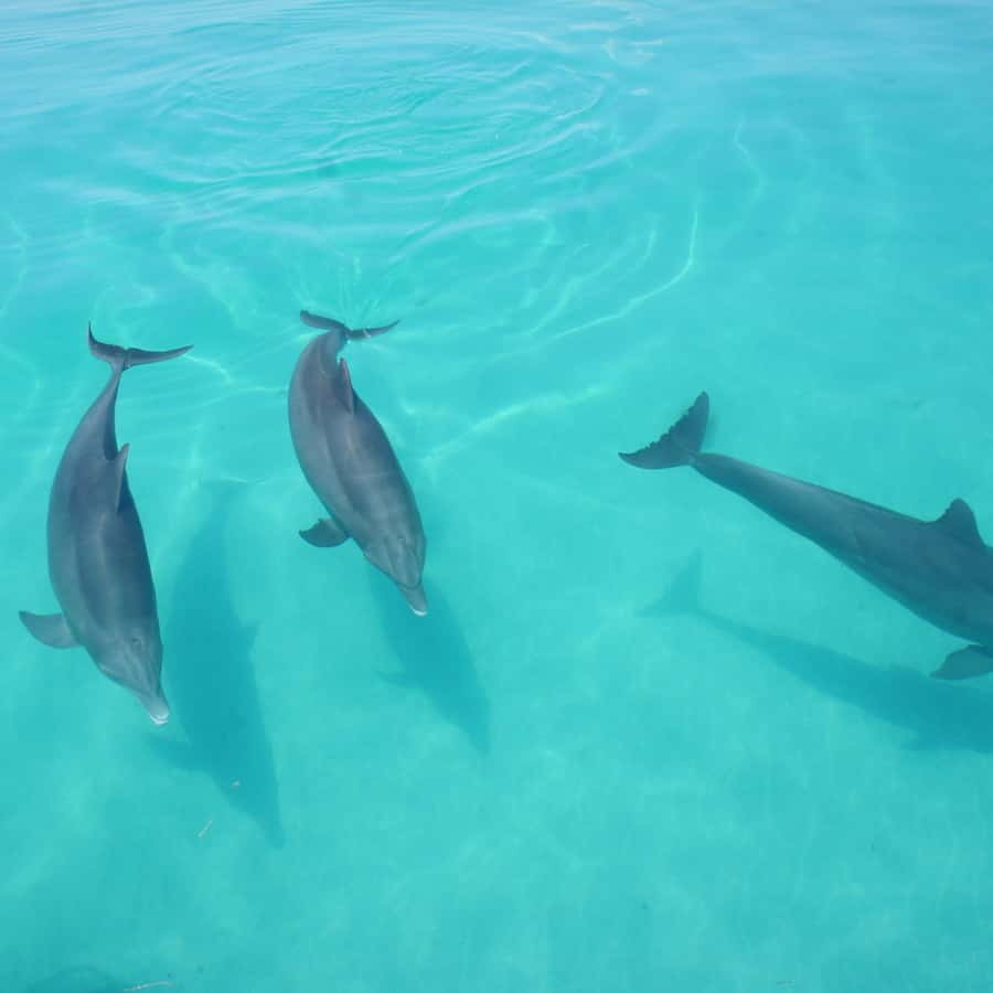 Dolphin Watch + Sunset Sail - Key points to know before you book