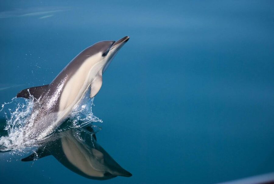 Estepona: Dolphin Watching Sailboat Cruise with Drink - Key points to know before you book