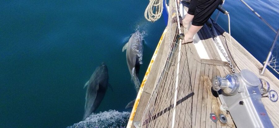 Estepona: Dolphin Watching Sailboat Cruise with Drink - Should you book the Intrépido cruise?