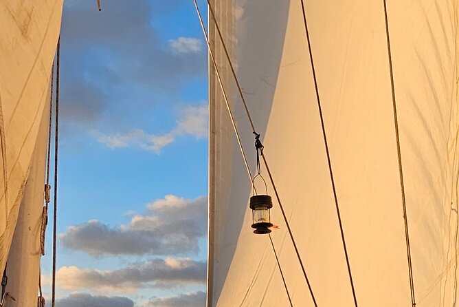 Experience Oceanside Sailing with Whales and dolphins! - What the Two-Hour Route Feels Like