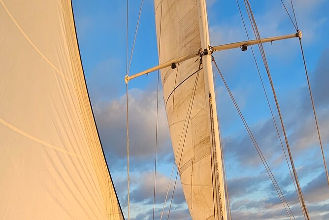 Experience Oceanside Sailing with Whales and dolphins! - Dolphins, Whales, and the Right Wildlife Expectations