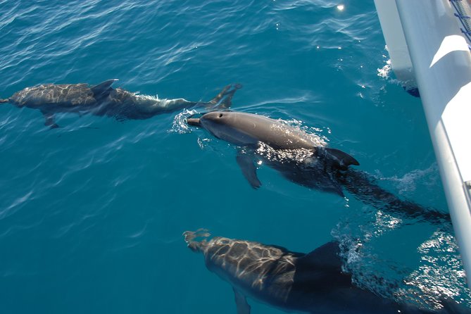 Fraser Island & Dolphin Sailing Adventure - Searching the Great Sandy Strait for dolphins
