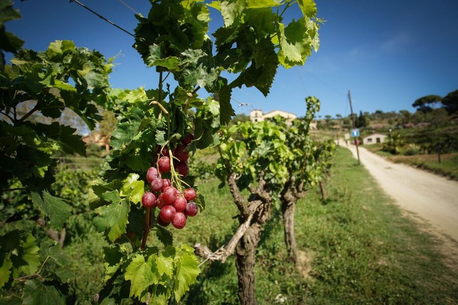 From Barcelona: E-Bike and Sailing Tour with Wine Tastings - Who will enjoy this tour most