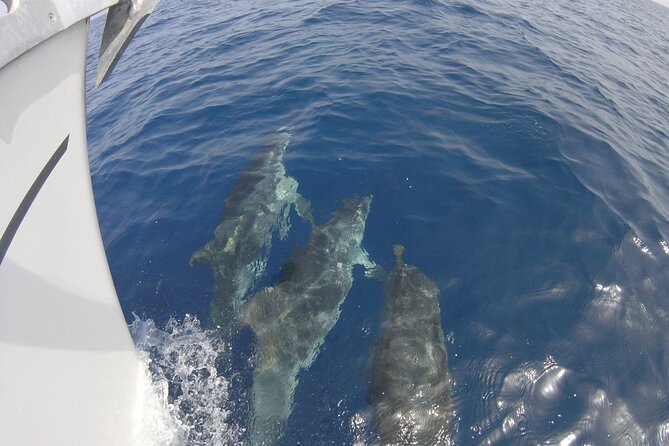 From Heraklion : Small Group 5,5 hours Sailing Trip to Dia Island - Dimitri and Alexandros on deck