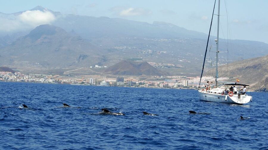 From Los Gigantes: Whale Watching Sailboat Cruise - Setting out from Los Gigantes on a 46-foot sailboat