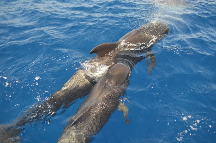 From Los Gigantes: Whale Watching Sailboat Cruise - Seeing Los Gigantes and Teide from the water