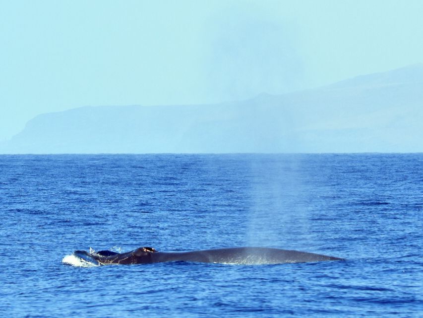 From Los Gigantes: Whale Watching Sailboat Cruise - A short swim beneath the cliffs
