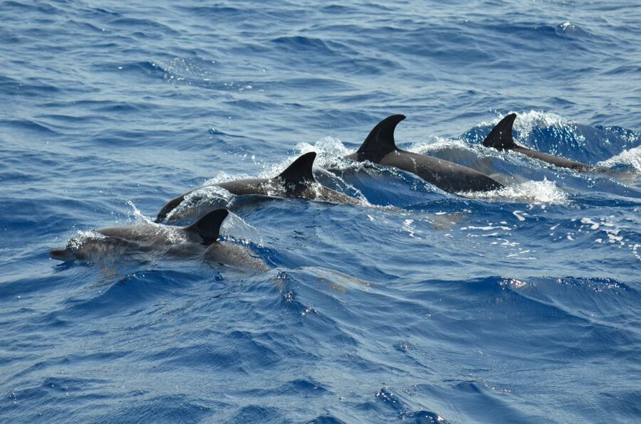 From Los Gigantes: Whale Watching Sailboat Cruise - Homemade tapas and a relaxed finish