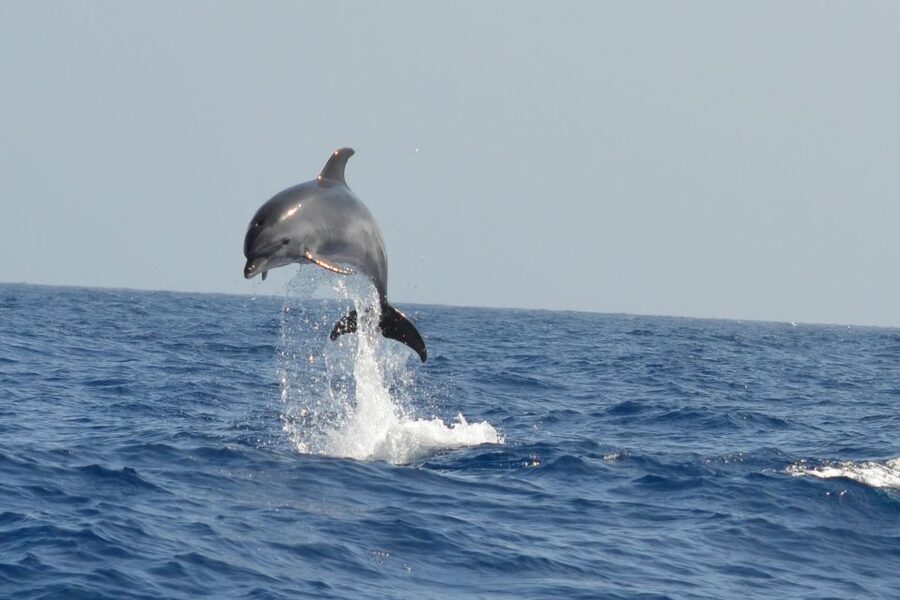 From Los Gigantes: Whale Watching Sailboat Cruise - Who will enjoy this cruise most?