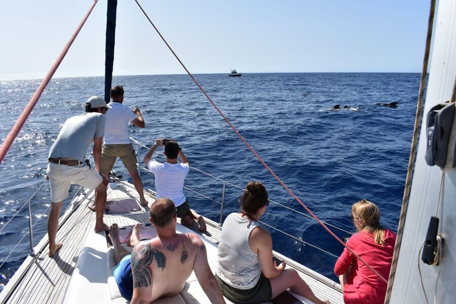 From Los Gigantes: Whale Watching Sailboat Cruise - Practical details that make the day easier