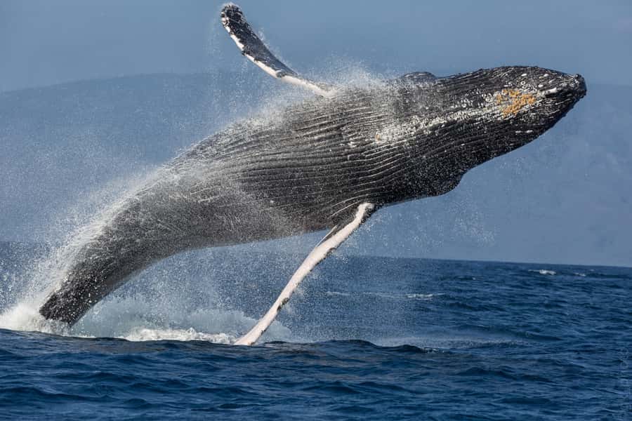 From Ma'alaea: 'Alihilani Sunset Sail Catamaran Tour - Who will enjoy this cruise most