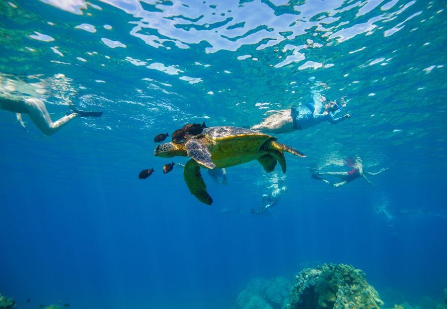 From Maalaea: Turtle Town 3-Hour Snorkel and Sail Adventure - Key points to know before you book
