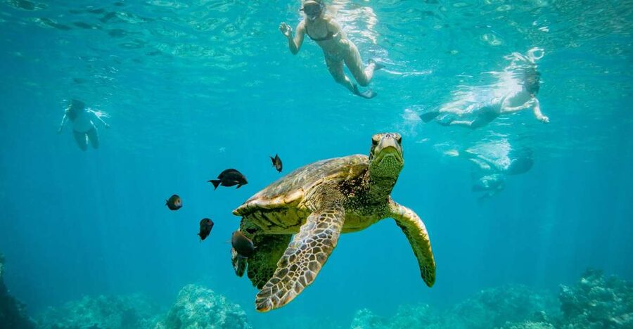 From Maalaea: Turtle Town 3-Hour Snorkel and Sail Adventure - Who will enjoy this trip most