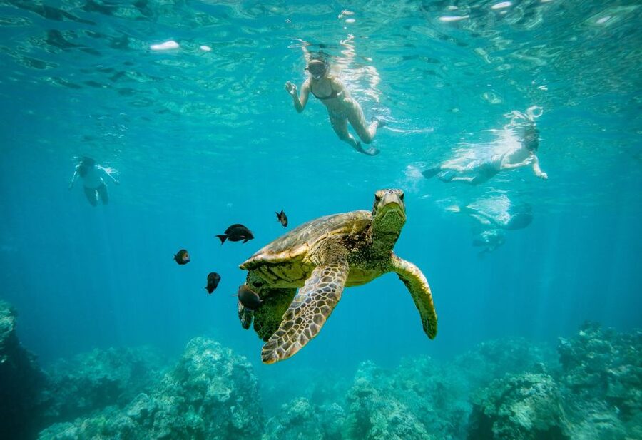 From Maalaea: Turtle Town 3-Hour Snorkel and Sail Adventure - What you may see beneath the surface