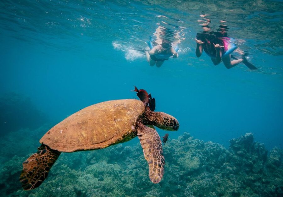 From Maalaea: Turtle Town 3-Hour Snorkel and Sail Adventure - Choosing the morning or afternoon departure