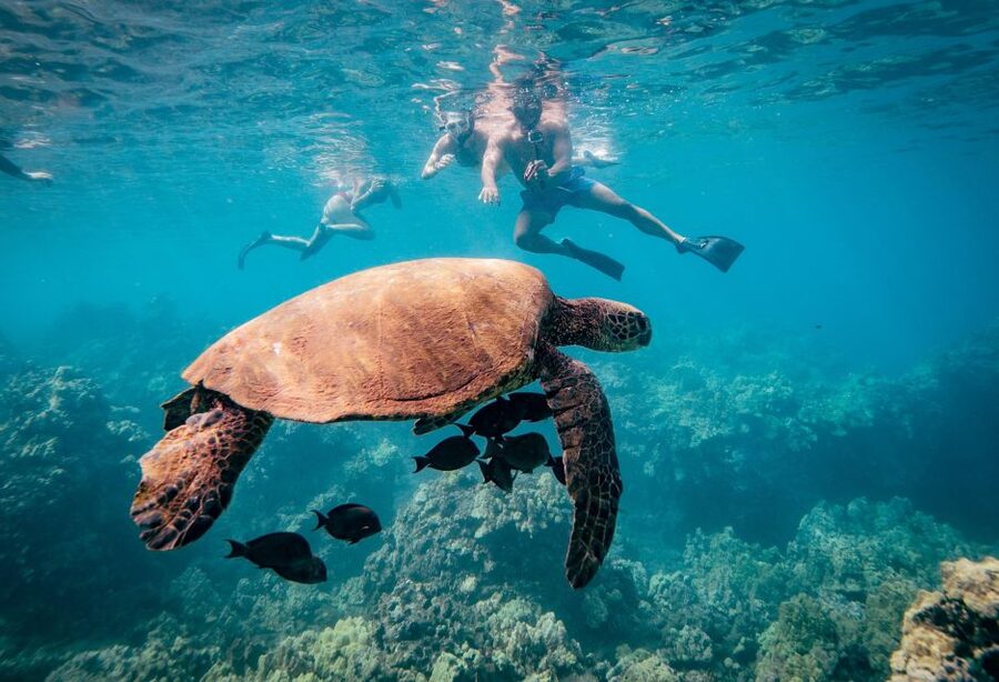 From Maalaea: Turtle Town 3-Hour Snorkel and Sail Adventure - Boarding Winona at Maalaea Harbor