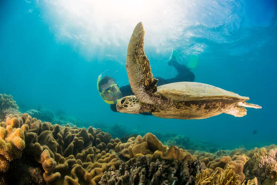 From Port Douglas: Sail to Low Isles Great Barrier Reef - The marine biologist talk gives the reef context