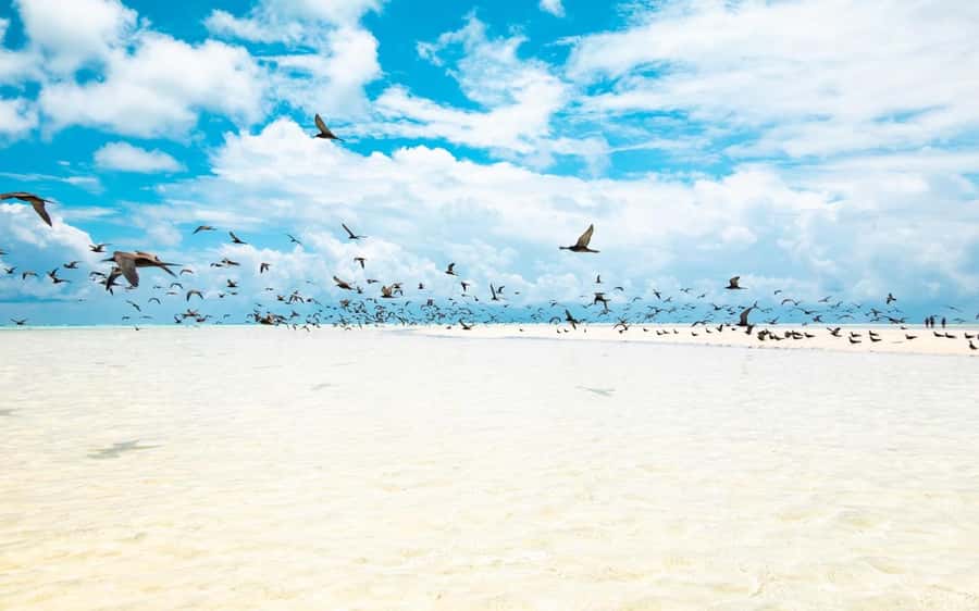 From Tahiti: Tetiaroa Island Tour by Sailing Catamaran - The return trip, fruit salad, and punch
