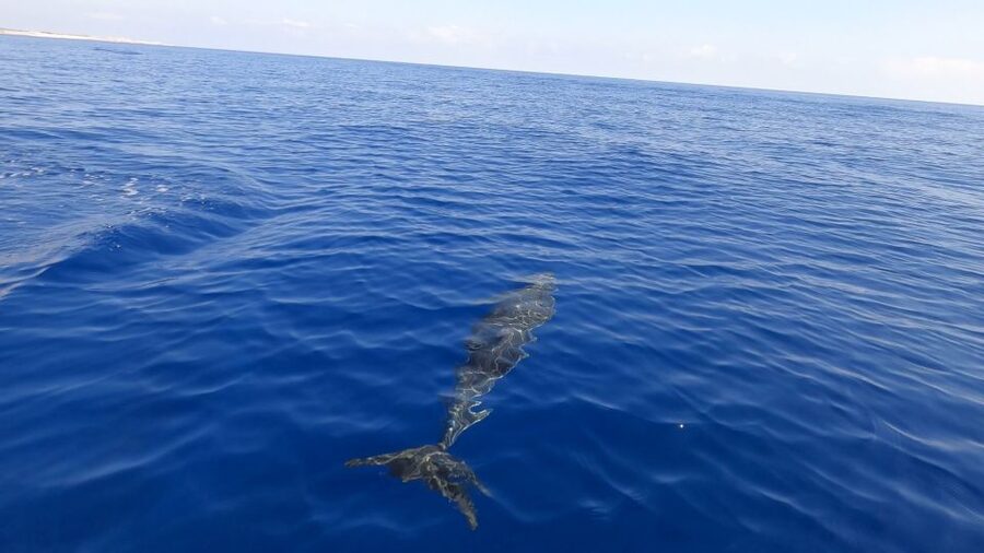 From Trapani: Full-Day Sailboat Trip to Favignana & Levanzo - Bue Marino and Cala Azzurra