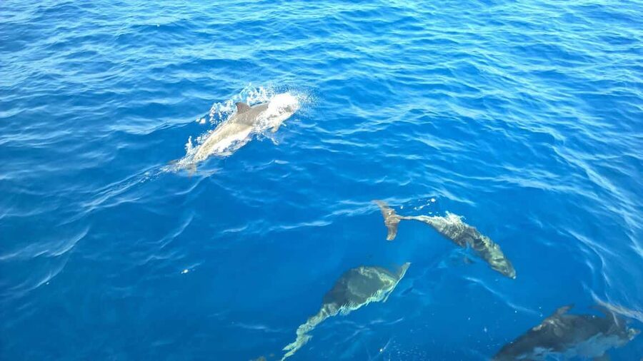 From Tropea: Sailing tour along the coast of the Gods - Who will enjoy this trip most