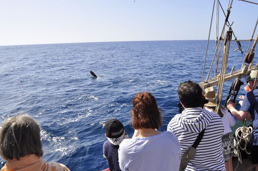 Fuerteventura: 4-Hour Pirate Sailing Adventure - Hoisting sails and joining the pirate crew