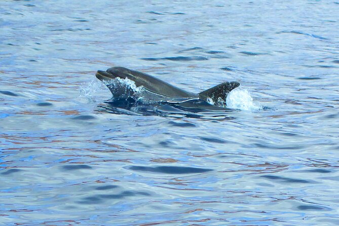 Fuerteventura Sailing Trip from Morro Jable - Who should book this sailing trip?
