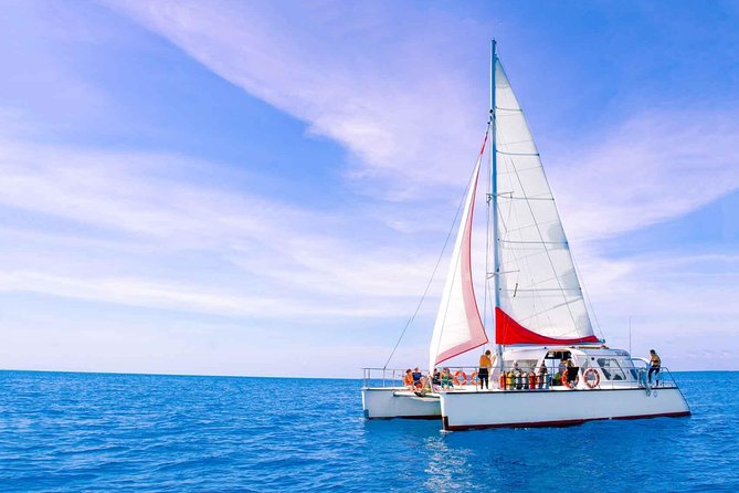 Full-Day Great Barrier Reef Sailing Trip from Cairns - What you can see beneath the surface