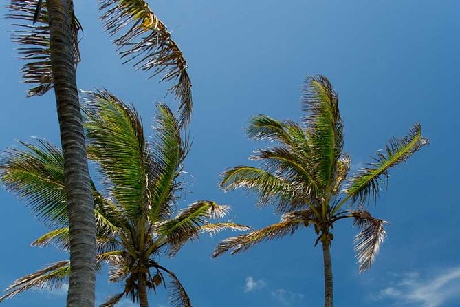 Full-Day Isla Contoy Sailing Nature Experience in Mujeres - Buffet lunch on the island