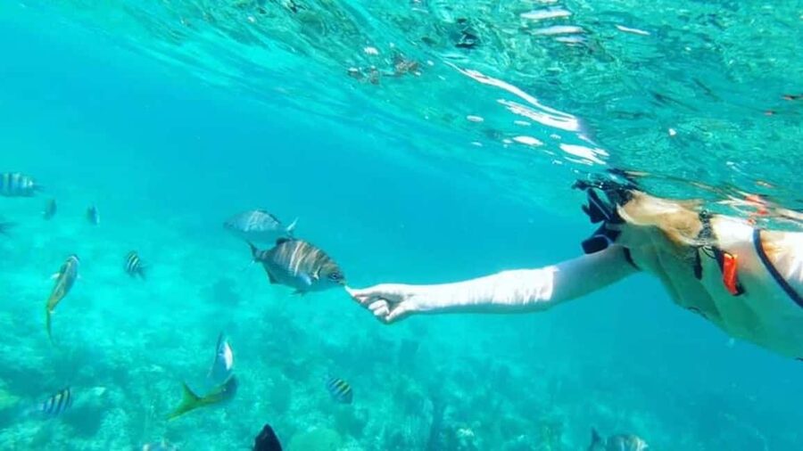 Full Day Sail and Snorkel with Turtles - Snorkeling at the coral reef