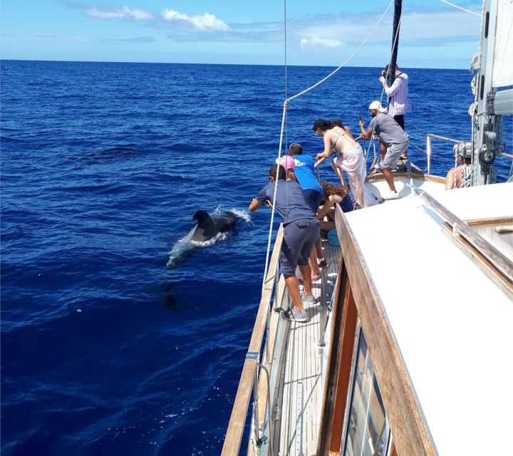Funchal: Dolphin and Whale Watching Sailing Trip - Should you book the Gavião Madeira trip?